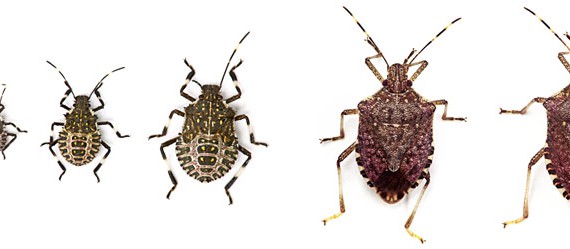 BMSB Brown Marmorated Stink Bugs